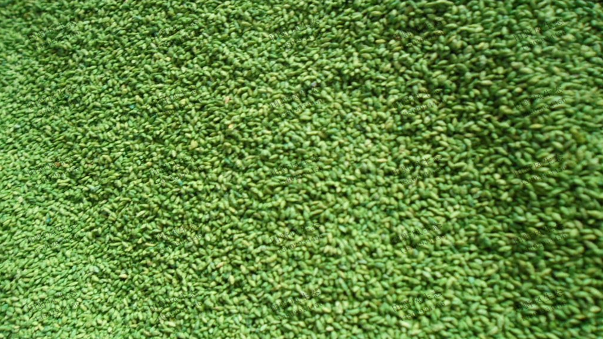 狗牙根草種子價(jià)格多少錢一斤？