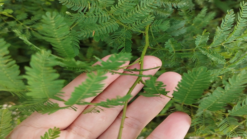 勒仔樹種子 勒仔樹種子