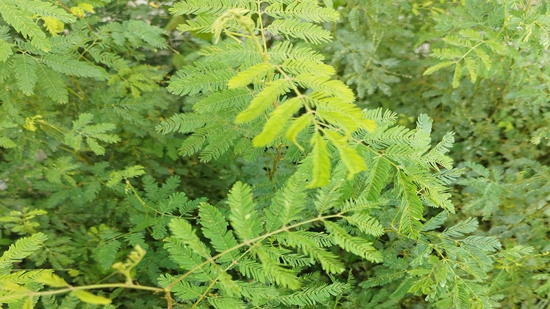 勒仔樹種子 勒仔樹種子