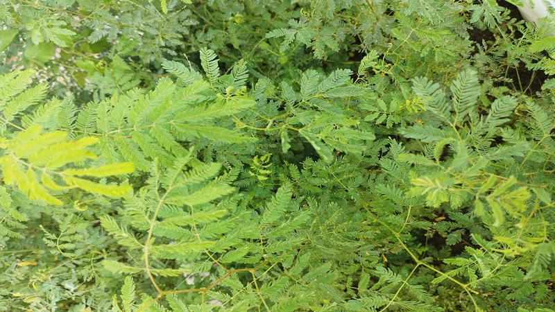 勒仔樹種子 勒仔樹種子