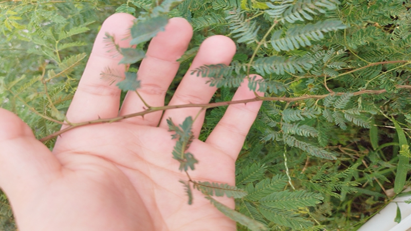 勒仔樹種子 勒仔樹種子