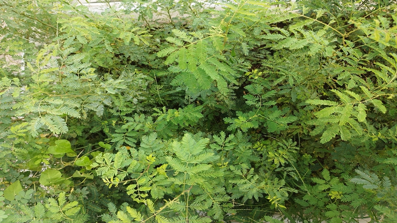 勒仔樹種子 勒仔樹種子