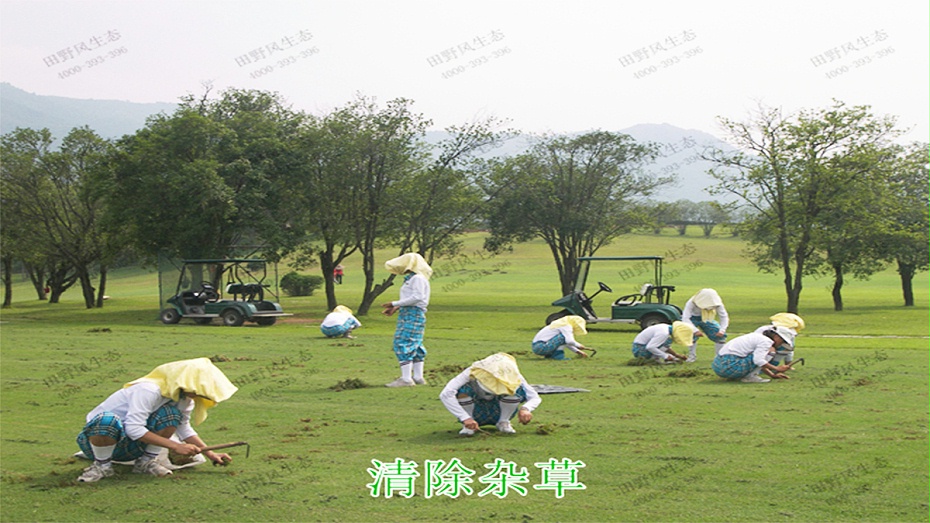 4綠地清除雜草養(yǎng)護作業(yè) 4綠地清除雜草養(yǎng)護作業(yè)