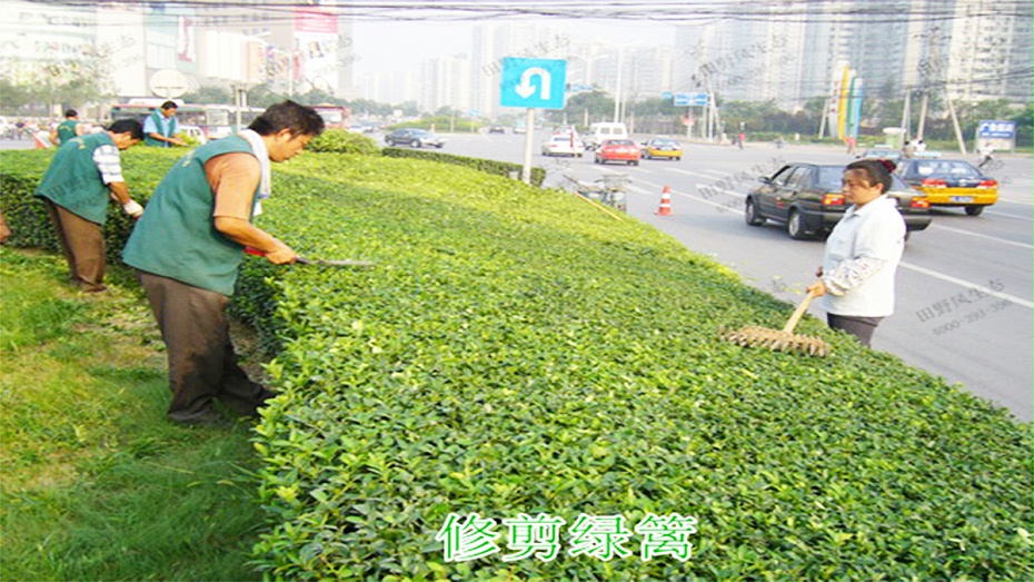 5修剪綠蘺前護作業(yè) 5修剪綠蘺前護作業(yè)