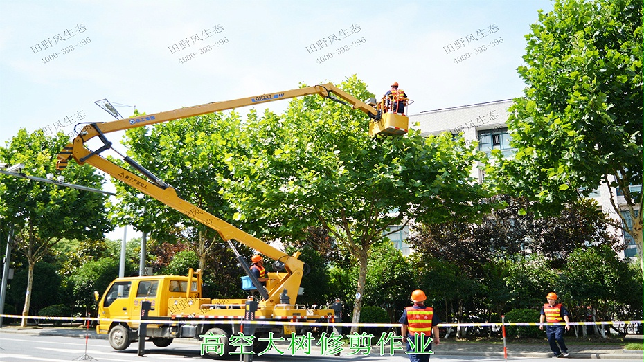 4高空大樹(shù)修剪作業(yè) 4高空大樹(shù)修剪作業(yè)