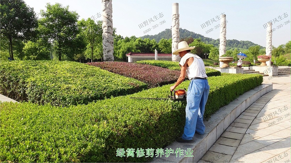 廣州中信廣場室內(nèi)植物租賃合作展示 廣州中信廣場室內(nèi)植物租賃合作展示