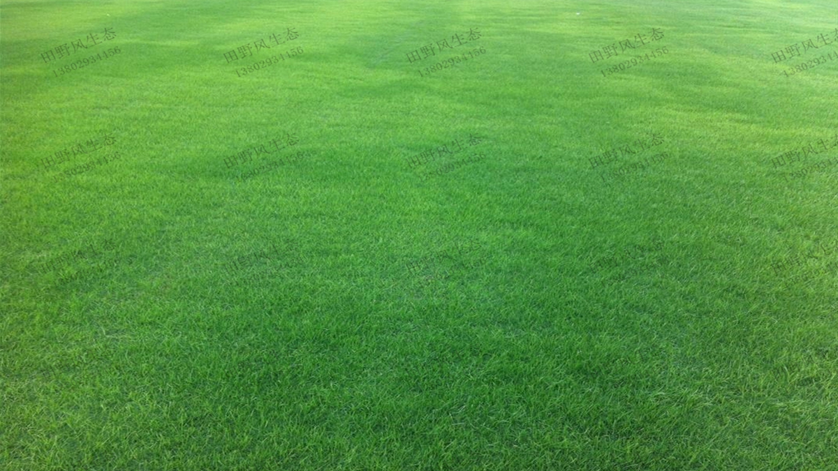 常見的冷季型草坪草種有哪些，你知道嗎？