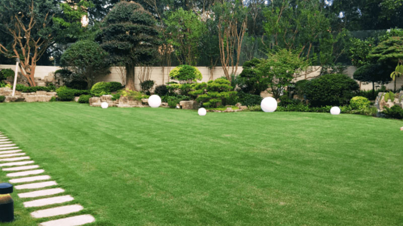 百慕大草種子 百慕大草種子