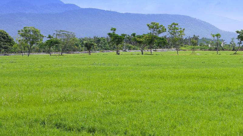 百慕大草種子 百慕大草種子