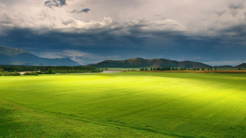 百慕大草種子 百慕大草種子