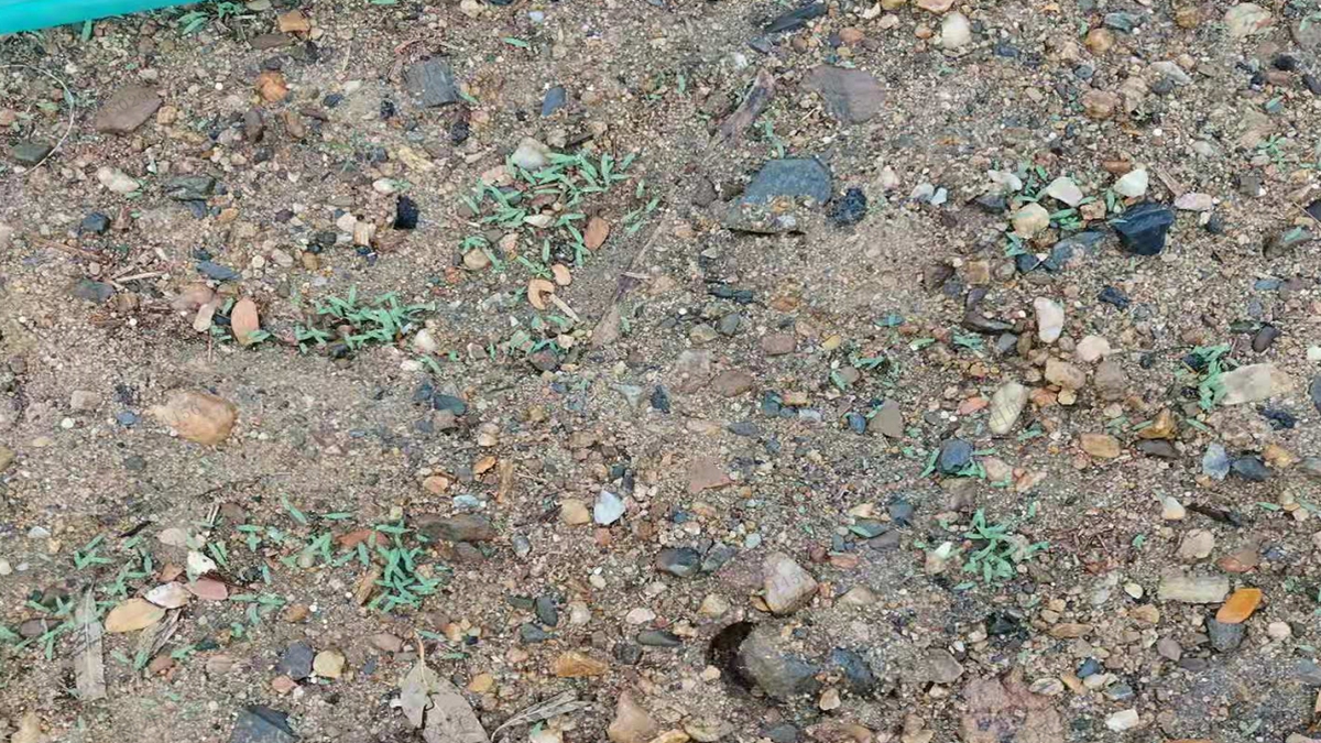 草種草籽出苗