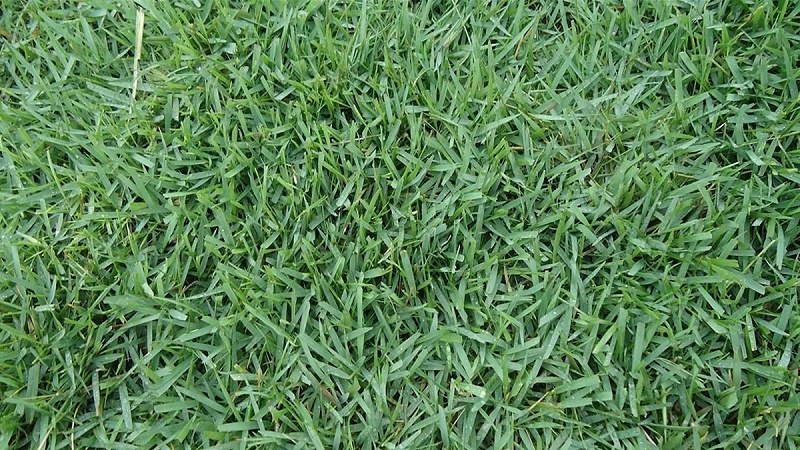 結(jié)縷草種子 結(jié)縷草種子