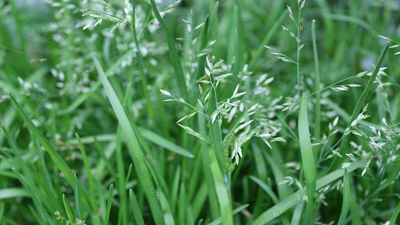 早熟禾草種子 早熟禾草種子