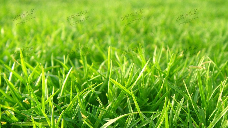 護坡綠化 護坡綠化