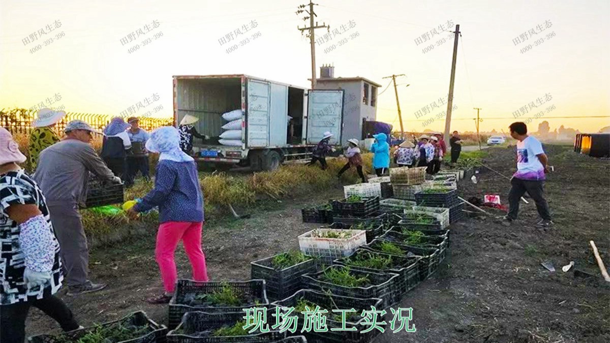 江西瑞昌市景區(qū)花海工程 江西瑞昌市景區(qū)花海工程
