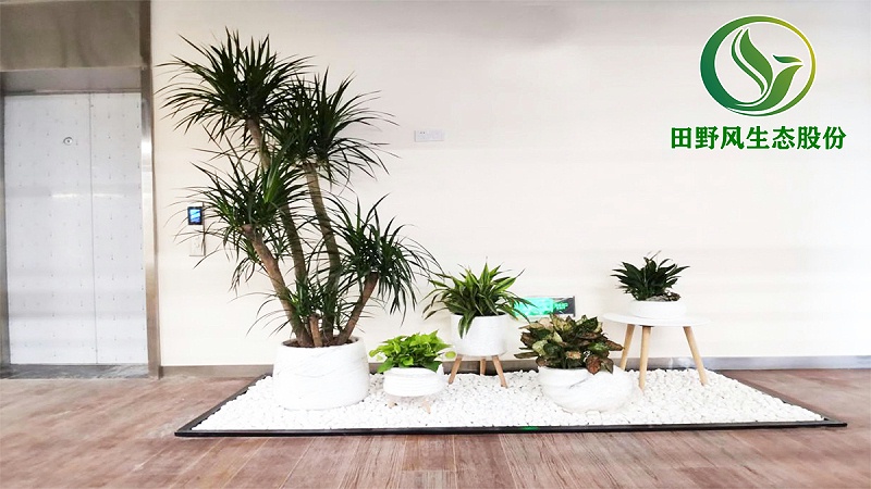 綠植租擺，植物租擺