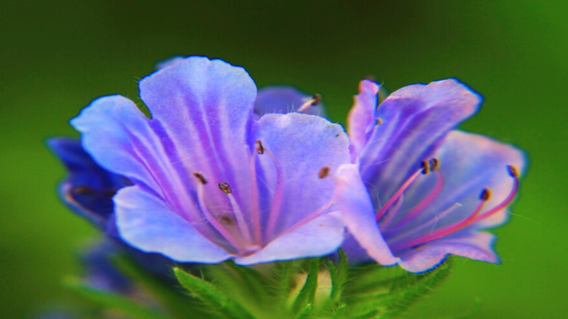 藍薊種子批發(fā) 藍薊種子批發(fā)