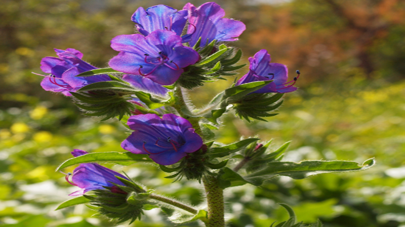 藍薊種子批發(fā) 藍薊種子批發(fā)