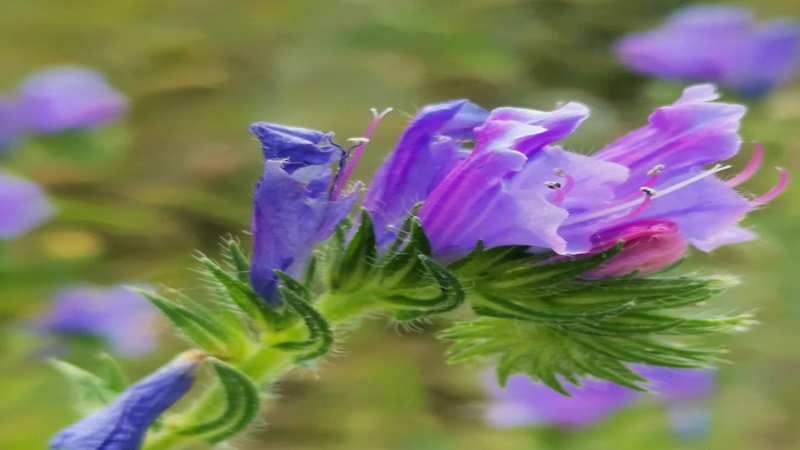 藍薊種子批發(fā) 藍薊種子批發(fā)