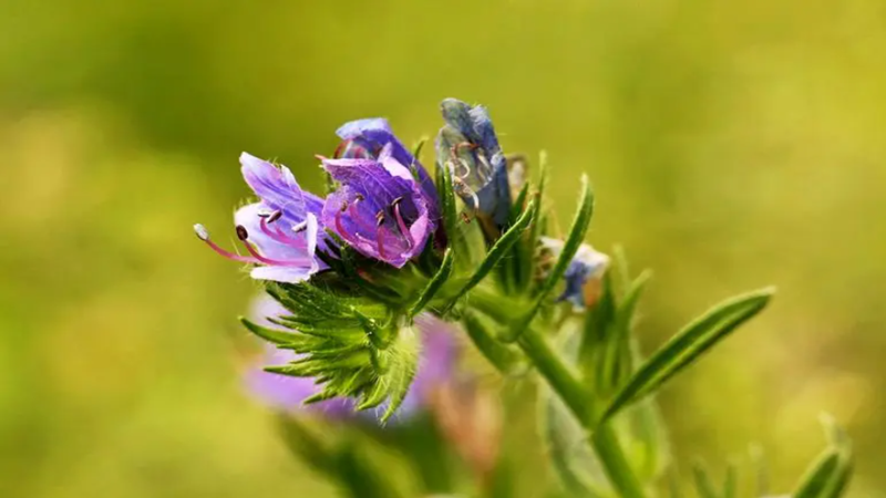 藍薊種子批發(fā) 藍薊種子批發(fā)