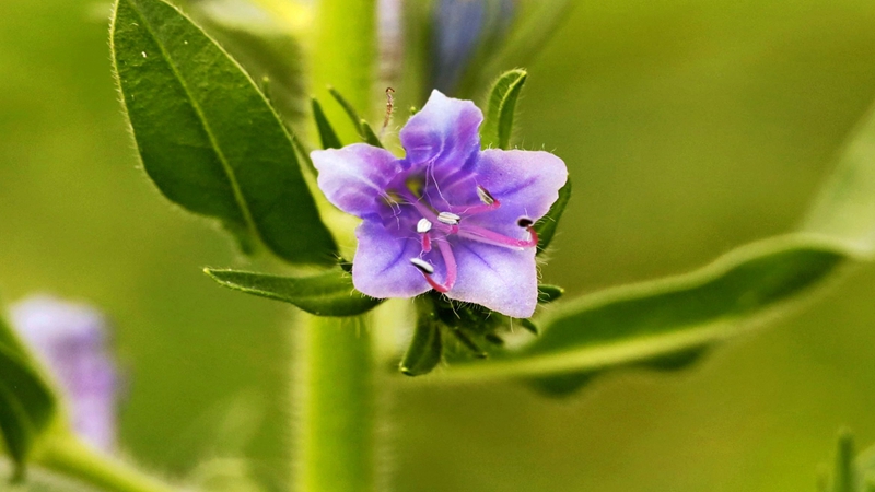 藍薊種子批發(fā) 藍薊種子批發(fā)