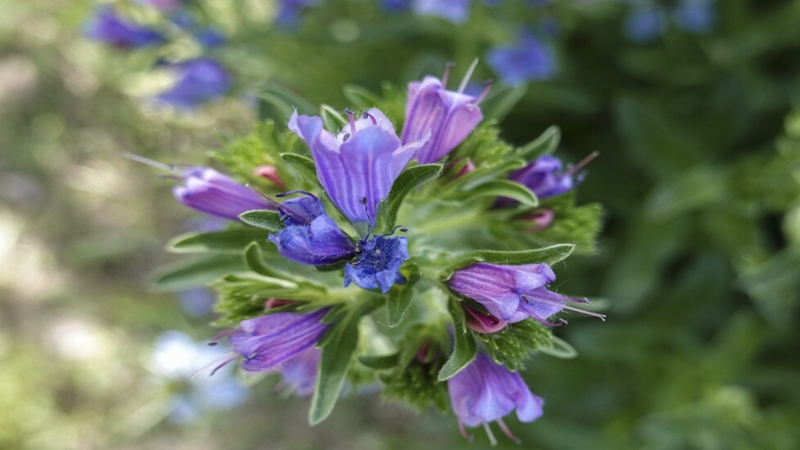 藍薊種子批發(fā) 藍薊種子批發(fā)