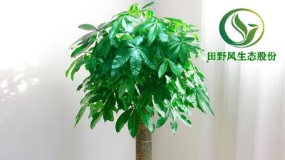 以下幾種綠植，絕對(duì)能幫您擺脫沉悶的環(huán)境！