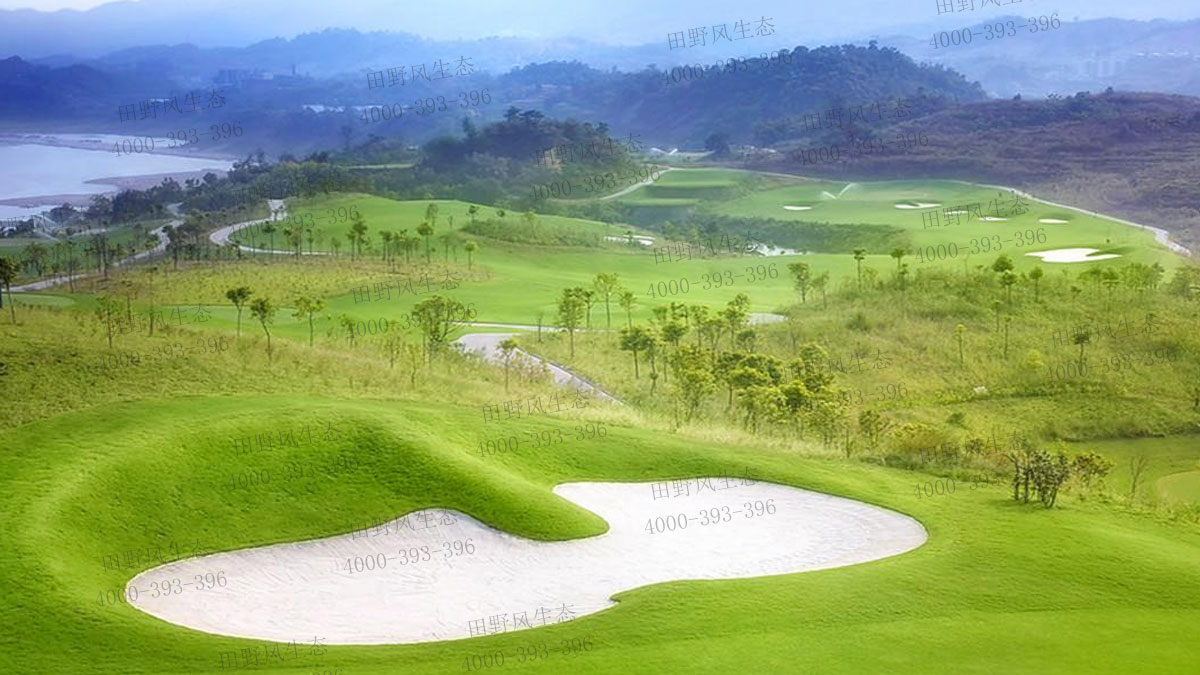 剪股穎種子 剪股穎種子