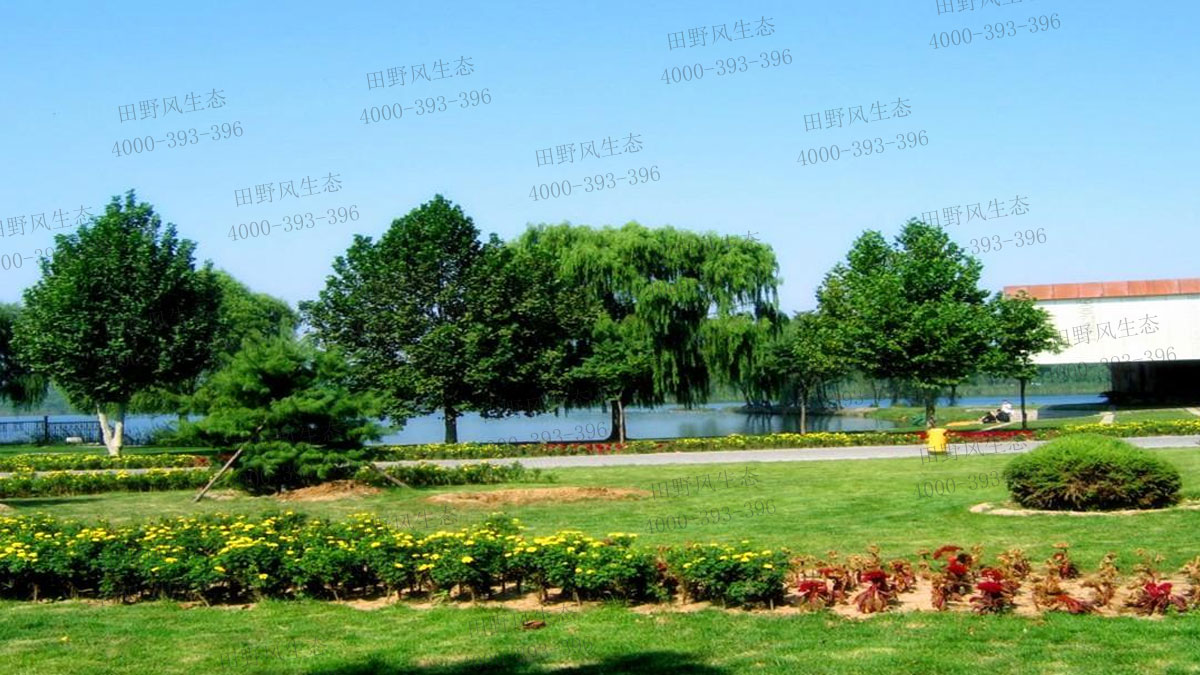 剪股穎種子 剪股穎種子