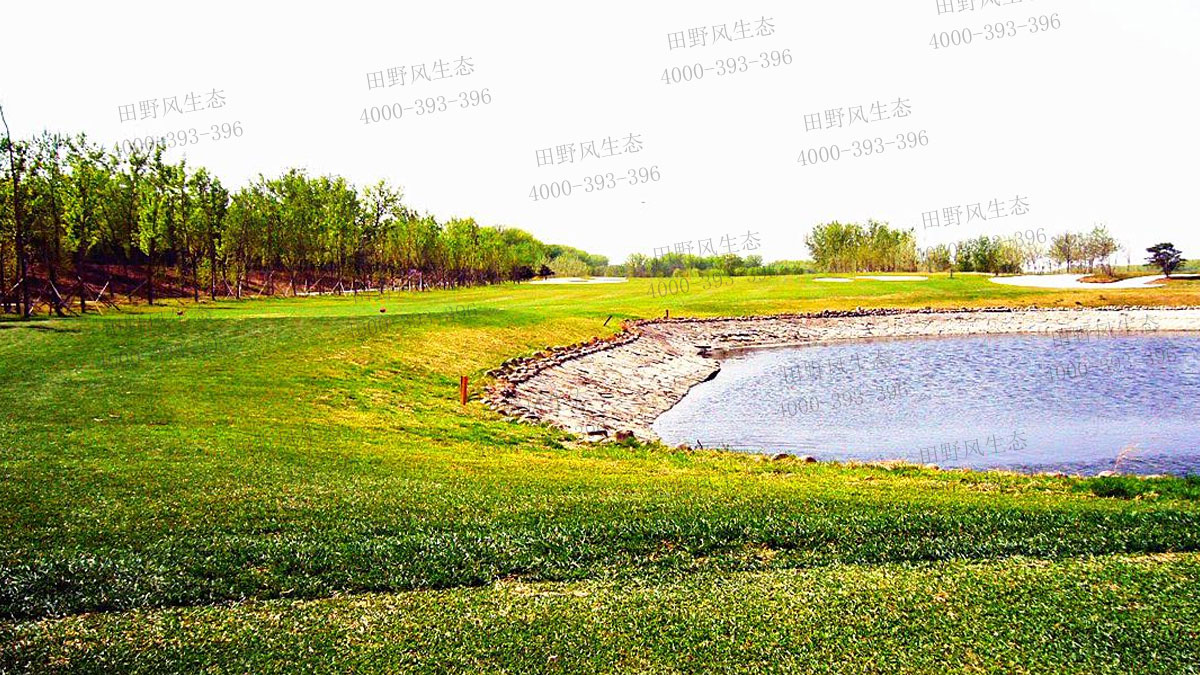 剪股穎種子 剪股穎種子