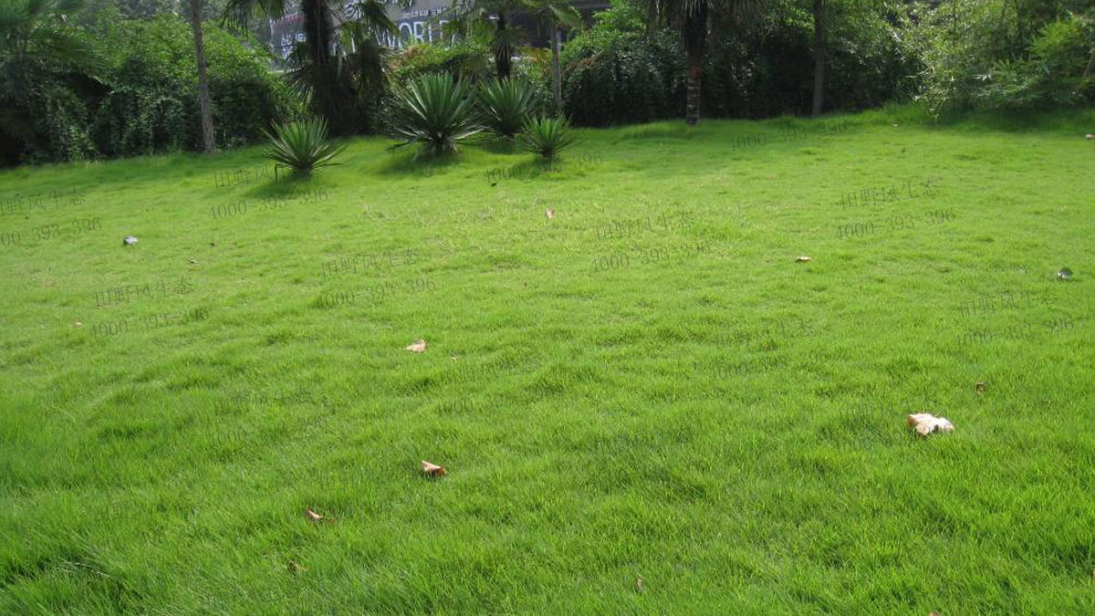 剪股穎種子 剪股穎種子