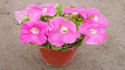 粉色矮葷牛牛，一種常用的應(yīng)節(jié)盆花