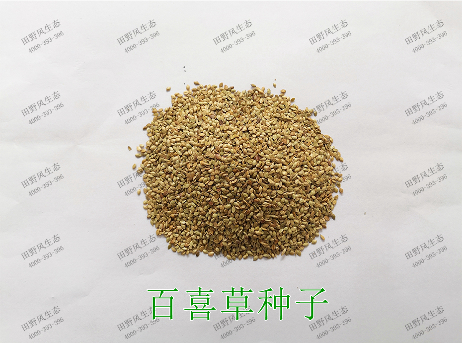 1百喜草種子 1百喜草種子