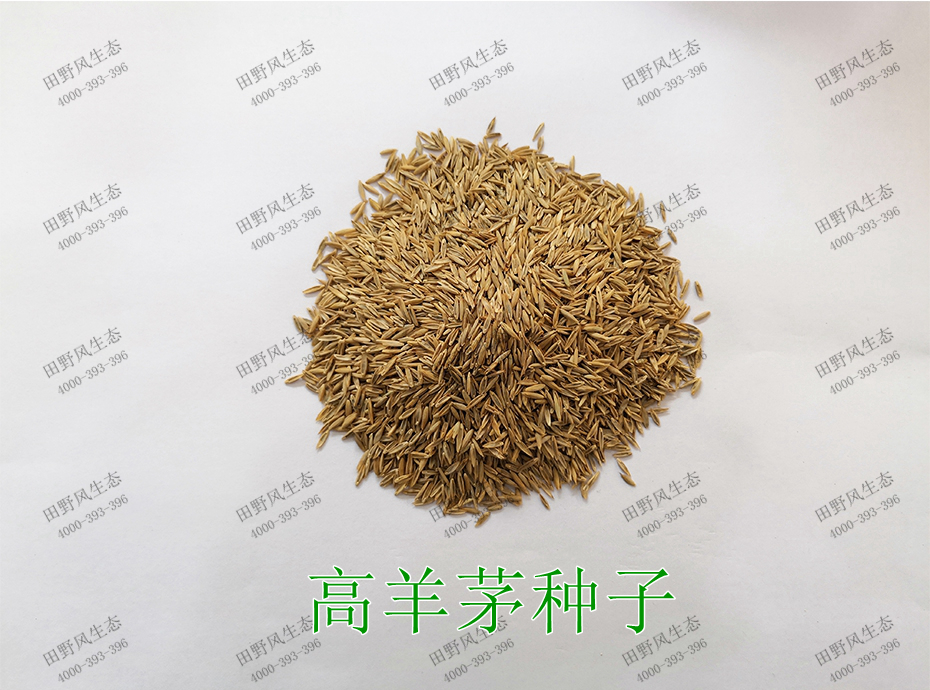 1高羊茅種子 1高羊茅種子