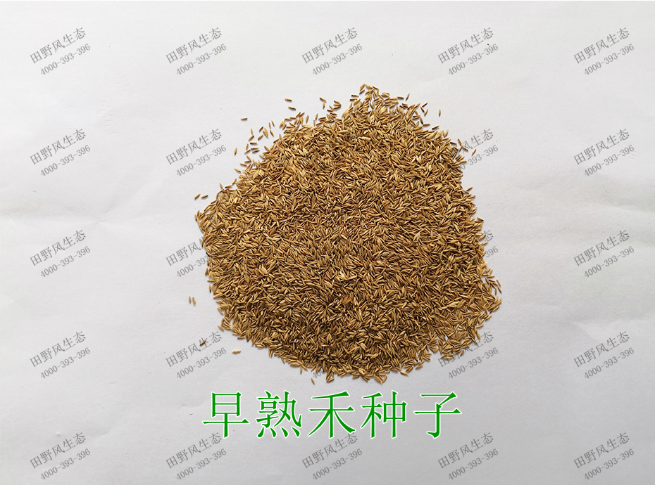 1早熟禾種子 1早熟禾種子
