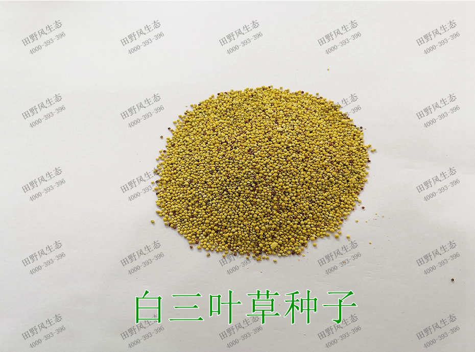 1白三葉草種子 1白三葉草種子