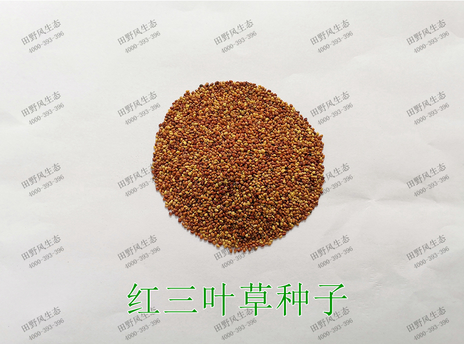 2紅三葉草種子 2紅三葉草種子