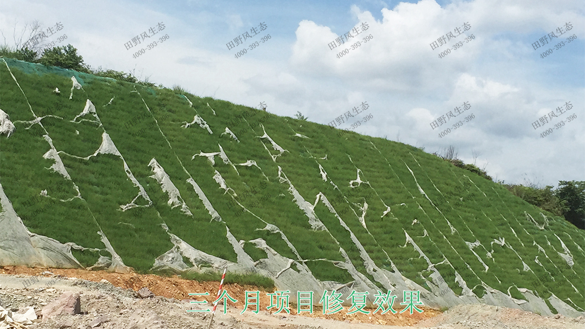 混播草籽是哪三種？