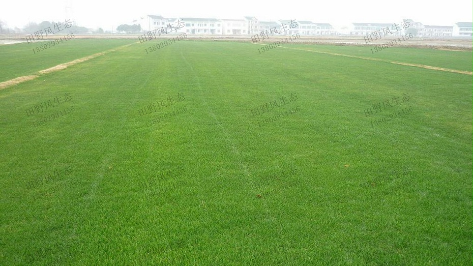 高羊茅草坪草種種植養(yǎng)護(hù)