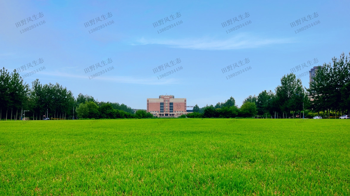 草坪草種成坪效果 草坪草種成坪效果