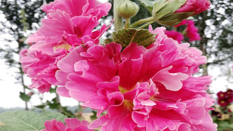 花種批發(fā) 花種批發(fā)