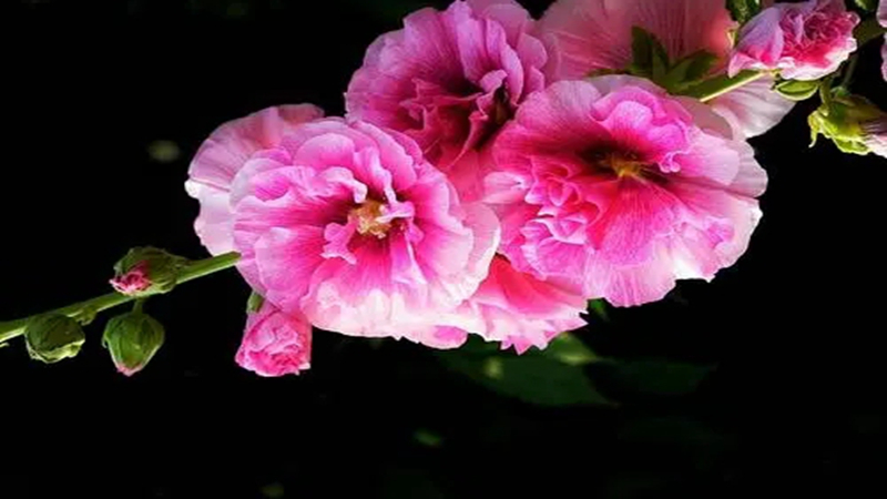 花種批發(fā) 花種批發(fā)