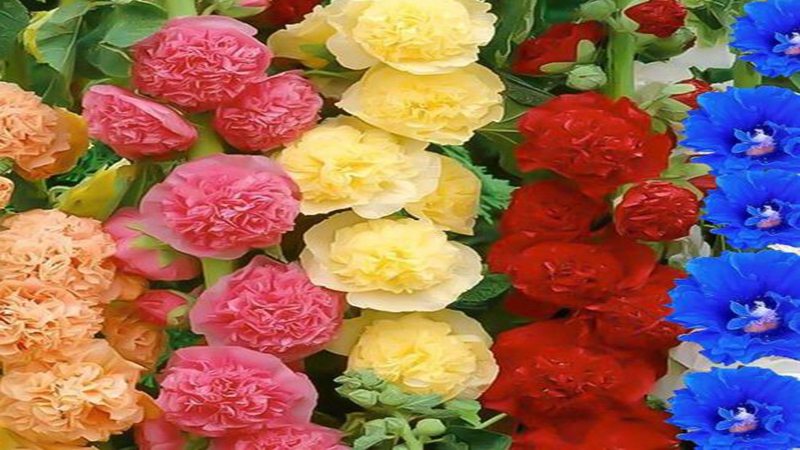 花種批發(fā) 花種批發(fā)