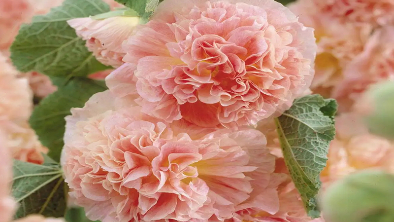 花種批發(fā) 花種批發(fā)