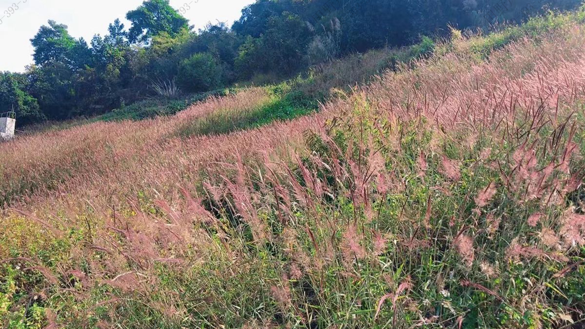 草種批發(fā) 草種批發(fā)