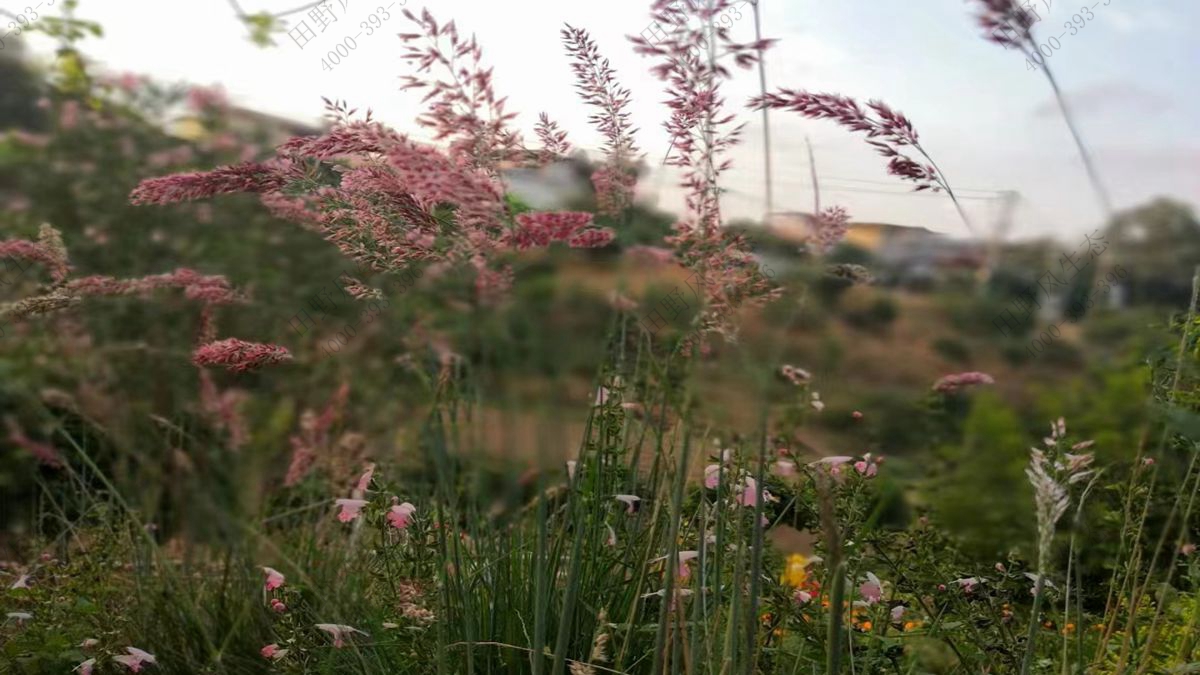 草種批發(fā) 草種批發(fā)