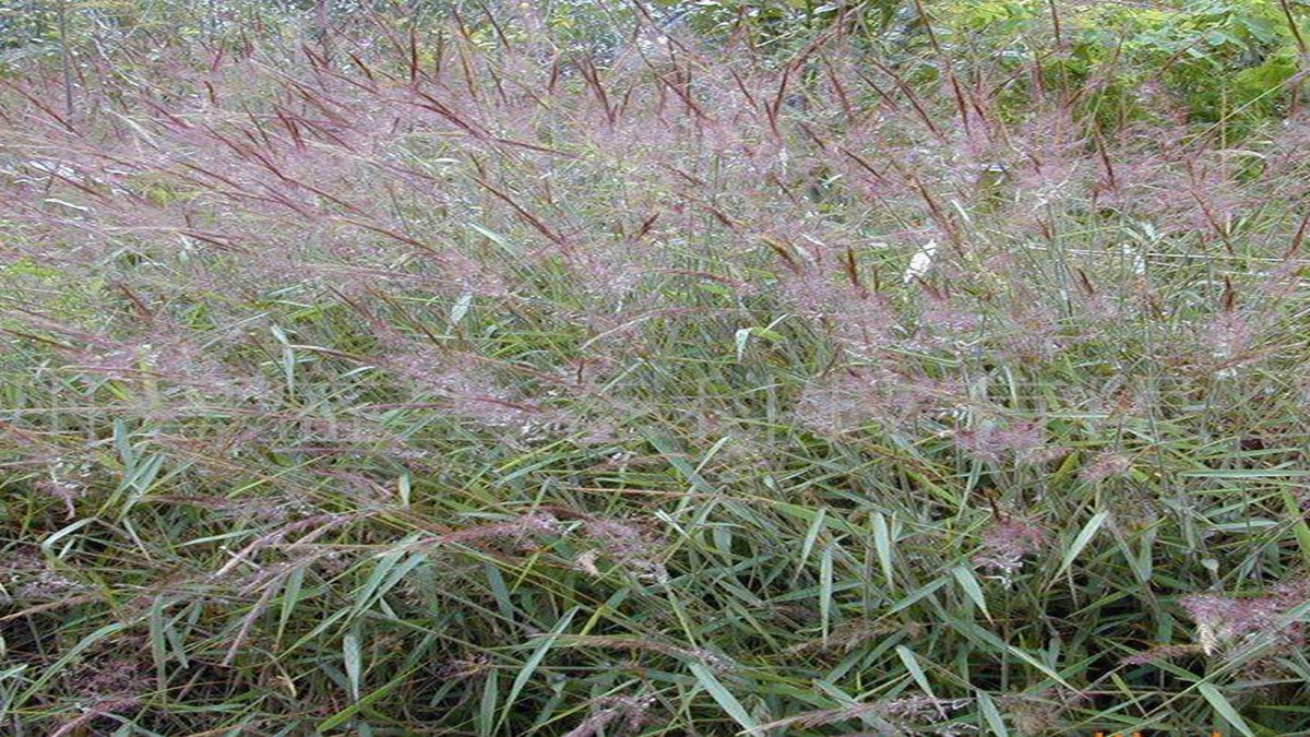 草種批發(fā) 草種批發(fā)