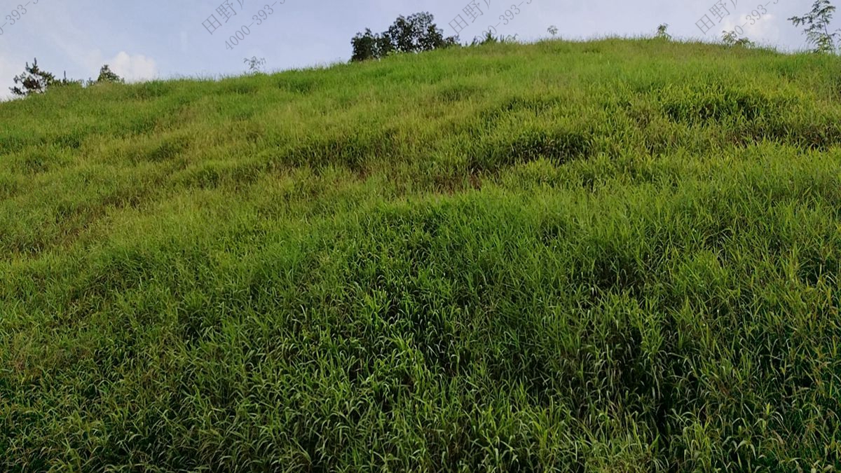 草種批發(fā) 草種批發(fā)