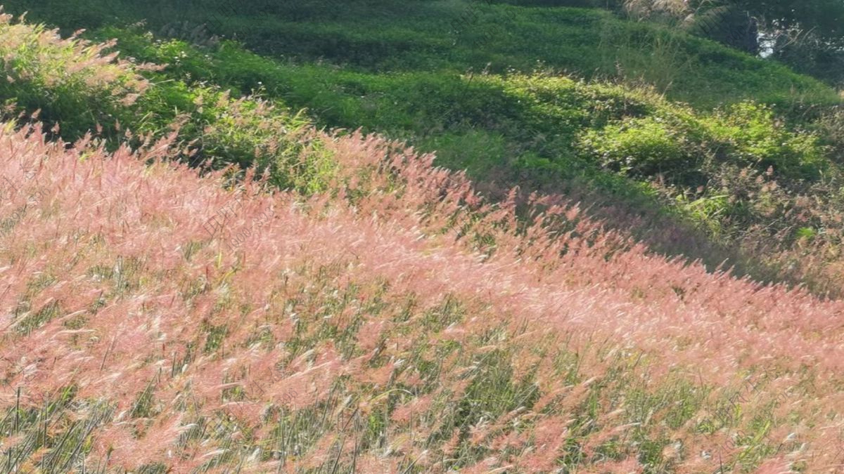 草種批發(fā) 草種批發(fā)