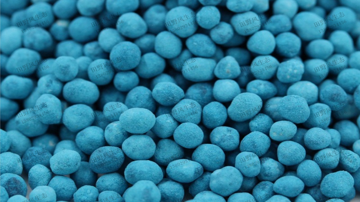 包衣馬蹄金種子 包衣馬蹄金種子